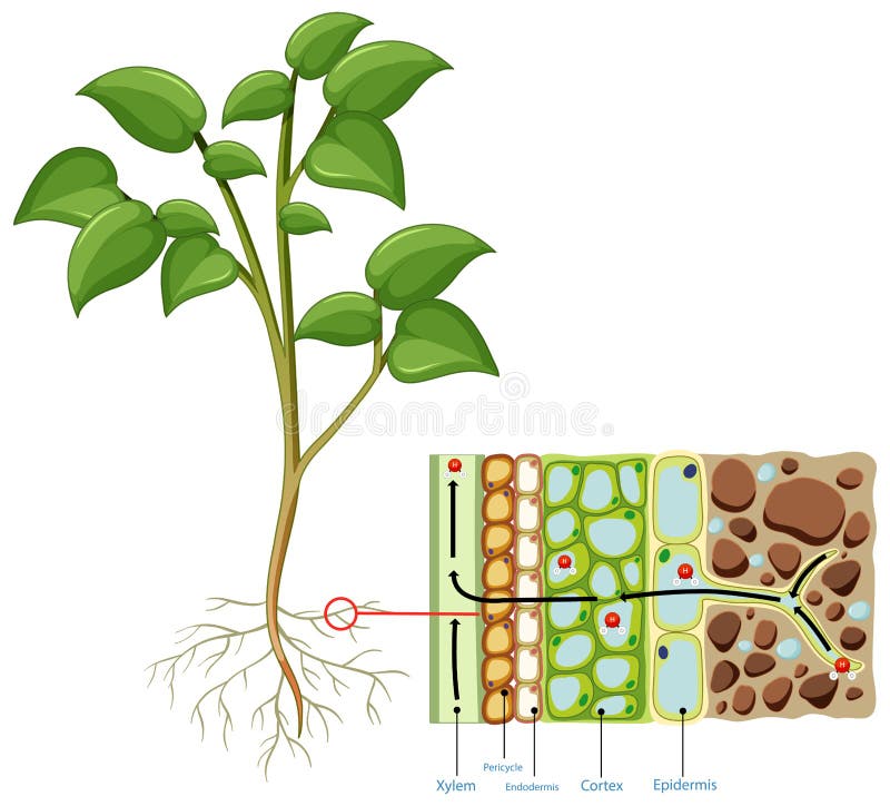 Unlabeled plant diagram