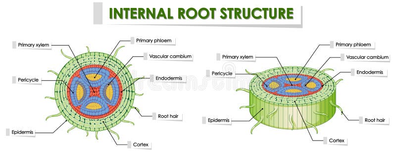 Diagram Showing Root Structure on White Background Stock Vector - Illustration of nature, vector: 167951523 Diagram Showing Root Structure on White Background Stock Vector - Illustration of nature, vector: 167951523