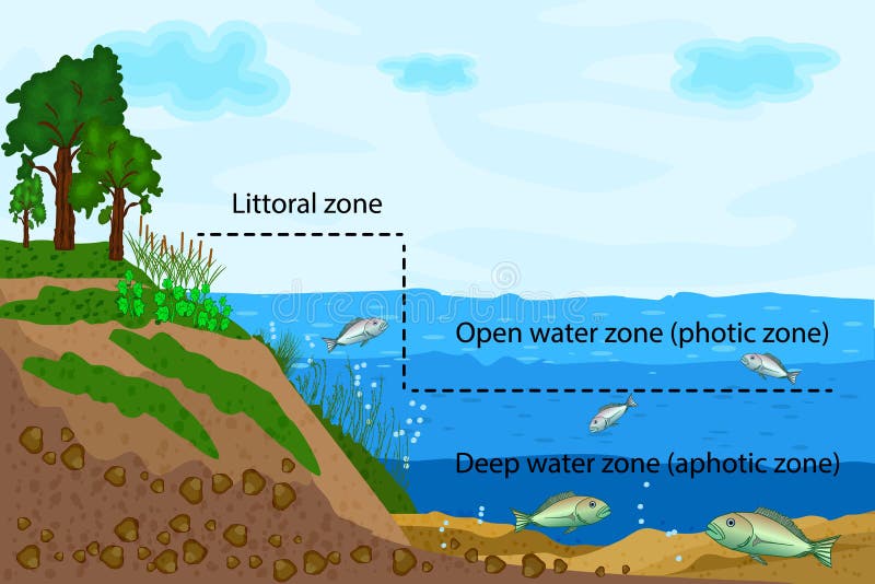 Diagram stref słodkowodnych stawu lub rzeki z tekstem do celów edukacyjnych. ekosystemy jeziora dzielą się na mało otwartą wodę i