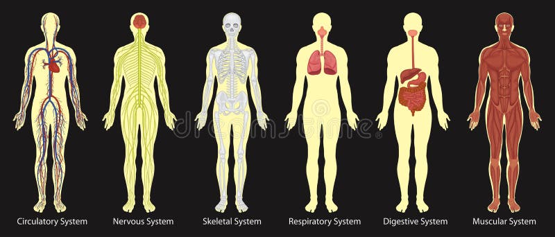 Diagram of Systems in Human Body Stock Vector Biology Diagrams