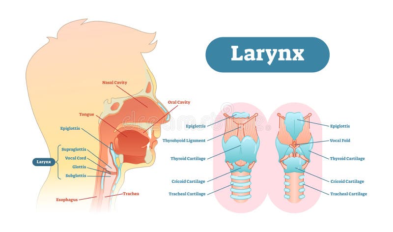 Diagram van de strottehoofd het anatomische vectorillustratie, onderwijs medische regeling royalty-vrije illustratie Diagram van de strottehoofd het anatomische vectorillustratie, onderwijs medische regeling royalty-vrije illustratie