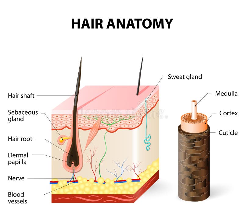Diagram van een haarfollikel in een dwarsdoorsnede van huidlagen