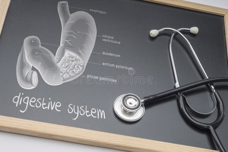 Diagram van het menselijke spijsverteringsdiesysteem op een whiteboard samen met een stethoscoop wordt getrokken royalty-vrije stock afbeelding Diagram van het menselijke spijsverteringsdiesysteem op een whiteboard samen met een stethoscoop wordt getrokken royalty-vrije stock afbeelding