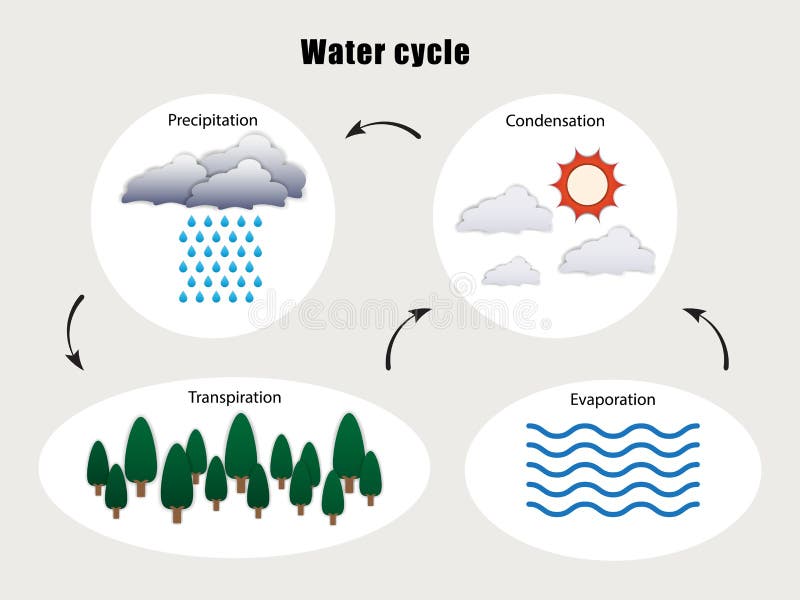 2006 WAEC Agricultural Science Theory (a) Draw an annotated diagram of a water  cycle. (b) State six importance of water... - Myschool