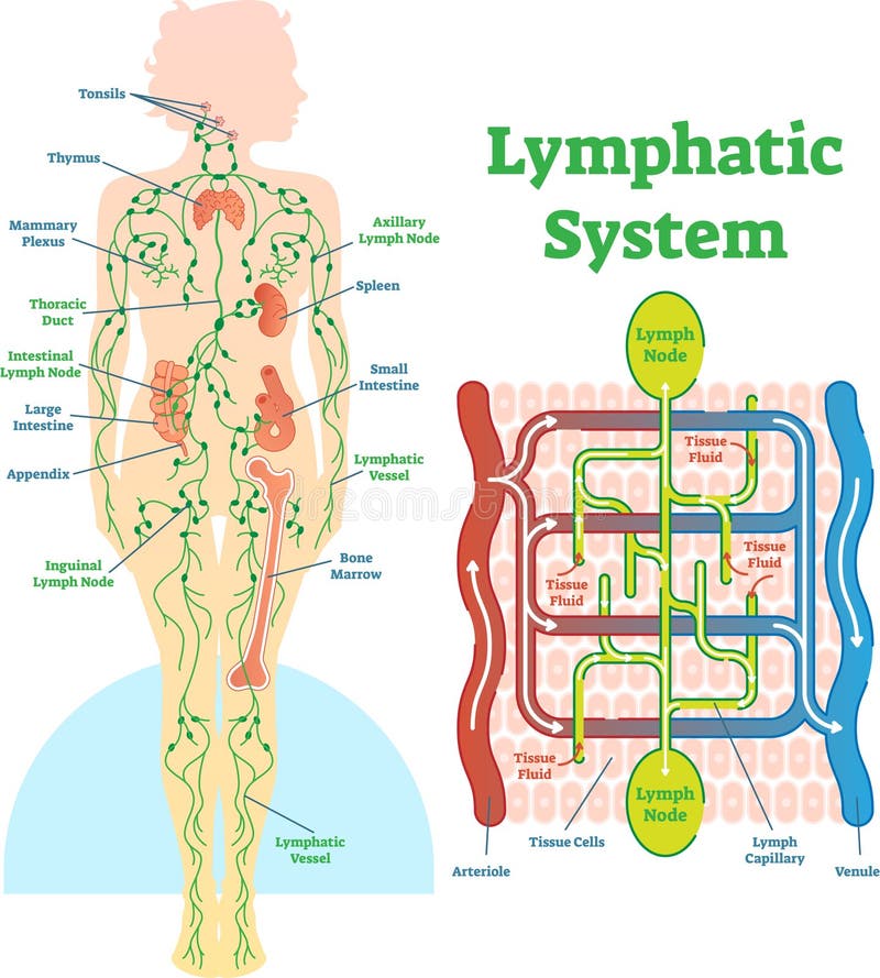Diagrama anatómico del ejemplo del vector del sistema linfático, esquema médico educativo