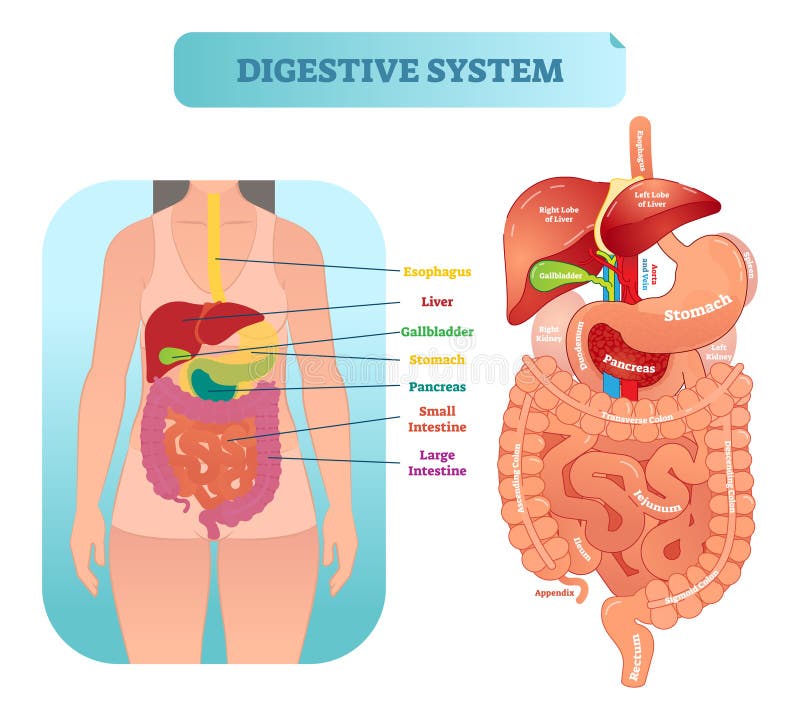 Diagrama anatômico humano da ilustração do vetor do sistema digestivo com órgãos internos