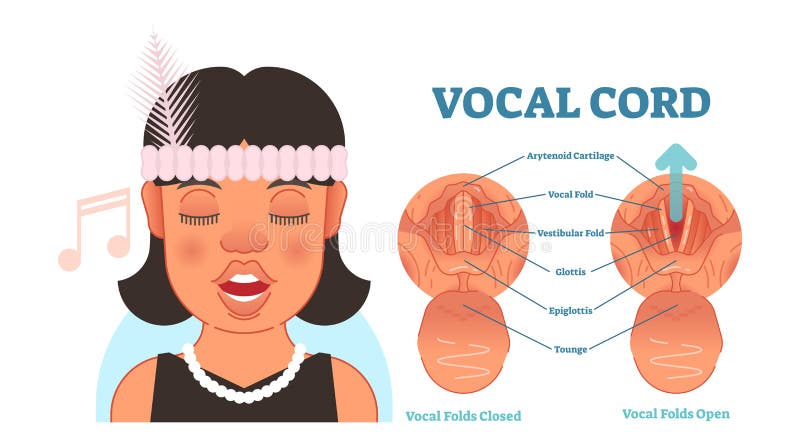 Diagrama da ilustração do vetor da anatomia do cabo vocal, esquema médico educacional ilustração stock Diagrama da ilustração do vetor da anatomia do cabo vocal, esquema médico educacional ilustração stock