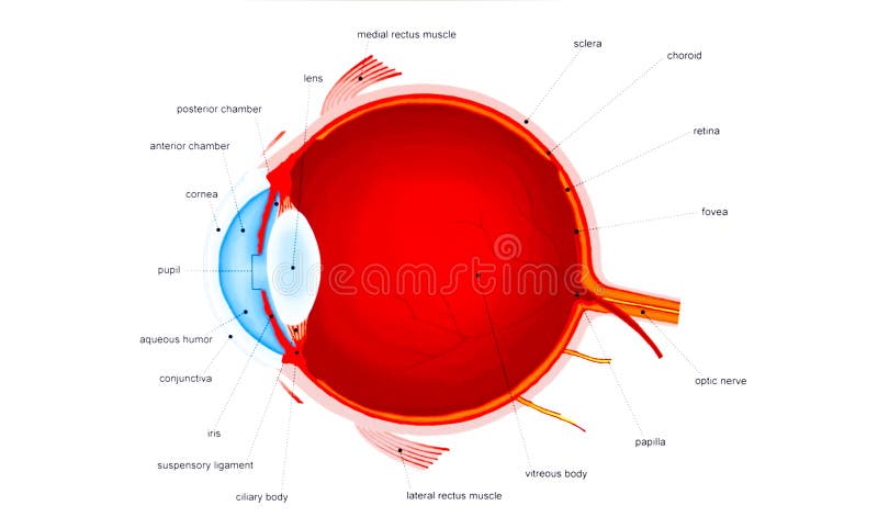 Diagrama de anatomÃa ocular humana - descripción médica ilustración del vector Diagrama de anatomÃa ocular humana - descripción médica ilustración del vector