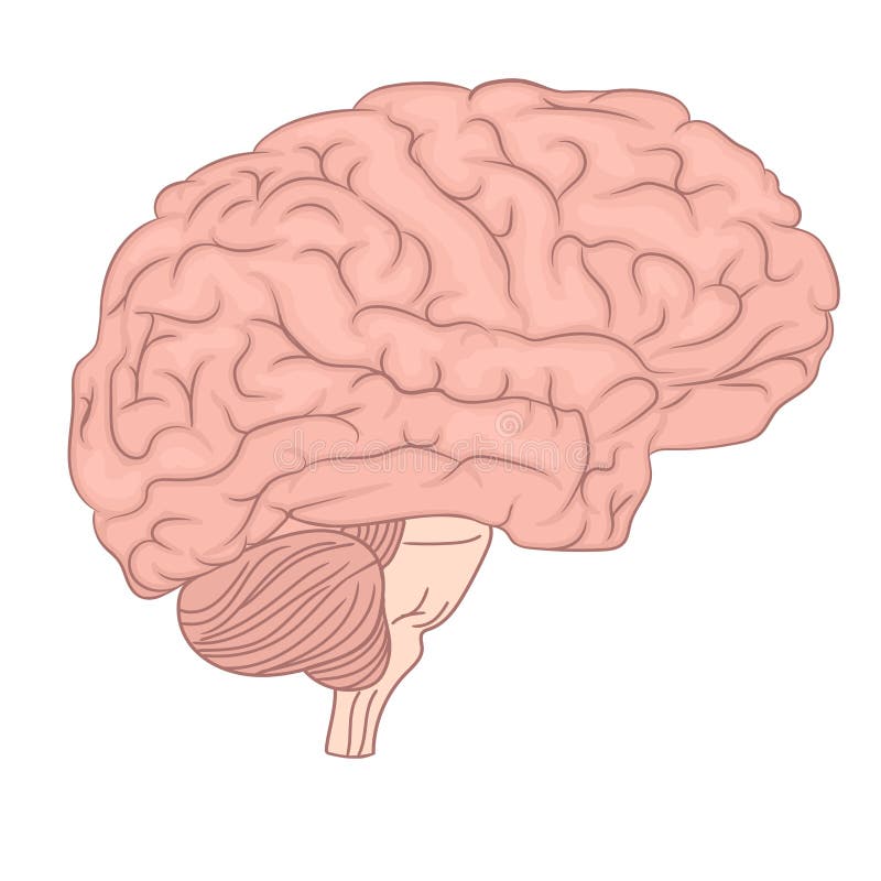 Diagrama de la anatomía del órgano del cerebro humano Diseño colorido Vista lateral Vector ilustración del vector Diagrama de la anatomía del órgano del cerebro humano Diseño colorido Vista lateral Vector ilustración del vector