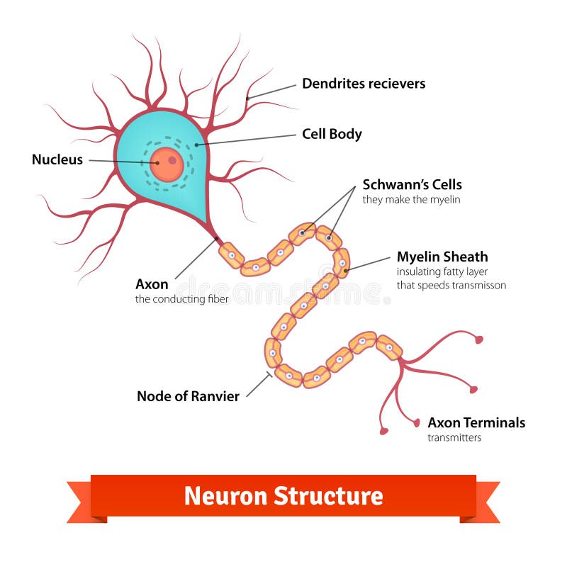 Diagrama de la célula de la neurona del cerebro