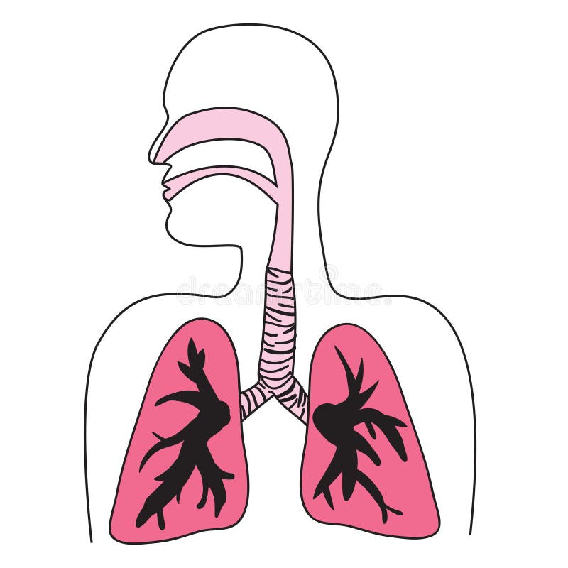 Diagrama de sistema respiratório humano ilustração stock Diagrama de sistema respiratório humano ilustração stock