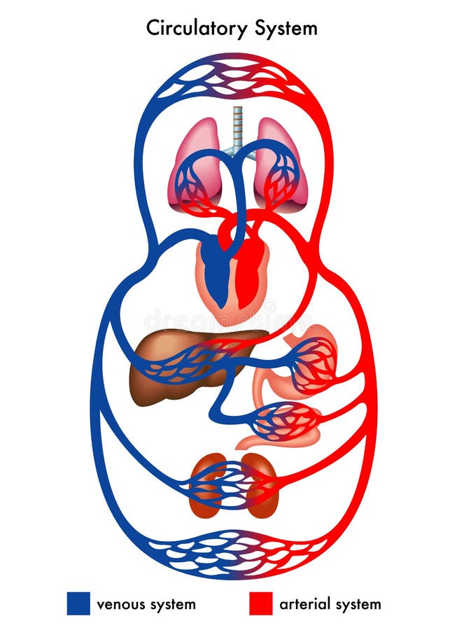 Diagrama de sistemas circulatorio