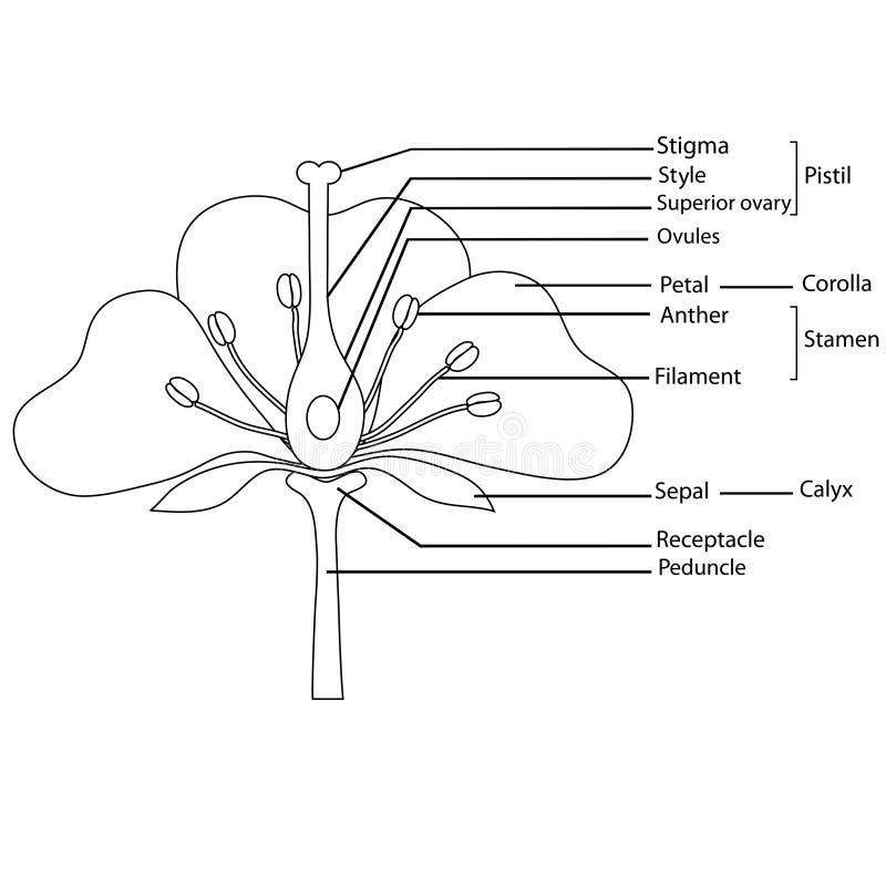 Diagrama de una flor ilustración del vector. Ilustración de negro - 26123873