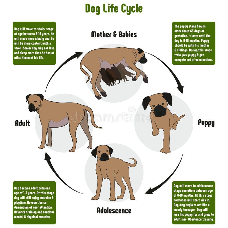 Diagrama do ciclo de vida do cão ilustração stock
