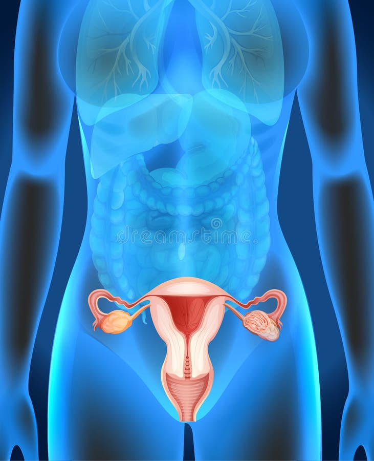 Diagrama femenino de los órganos genitales en ser humano ilustración del vector Diagrama femenino de los órganos genitales en ser humano ilustración del vector