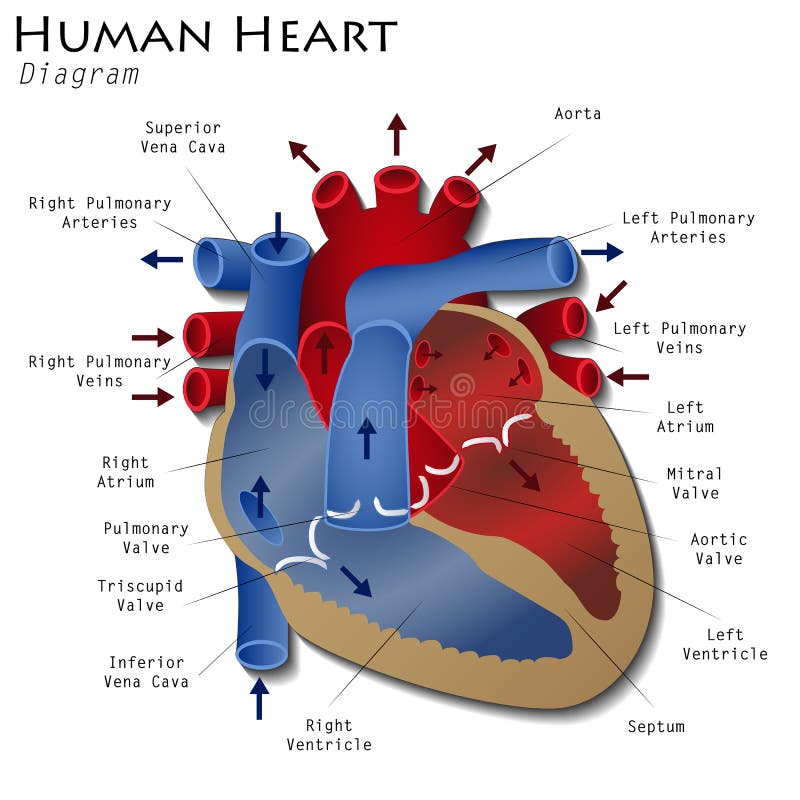 Diagrama humano do coração