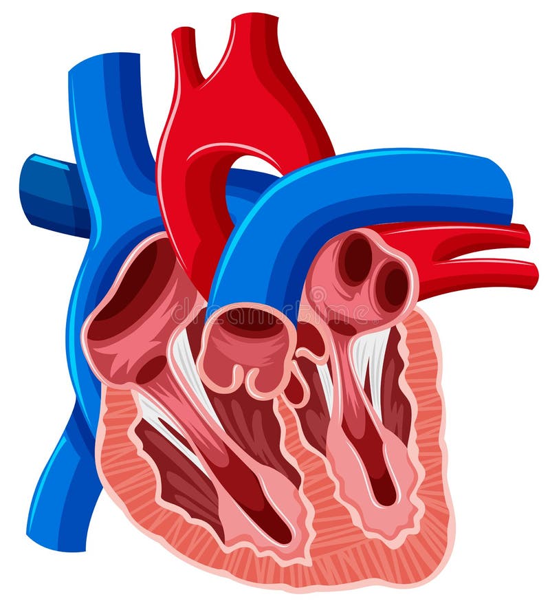 Diagrama Interior Del Corazón Humano Ilustración Del Vector