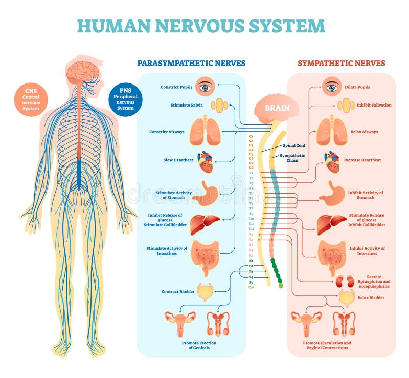 Diagrama médico humano del ejemplo del vector del sistema nervioso con los nervios parasimpáticos y comprensivos y los órganos in
