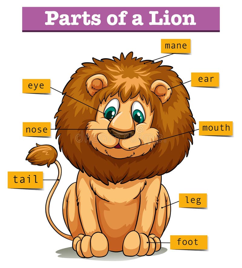 Diagrama Que Muestra Partes Del León Ilustración del Vector