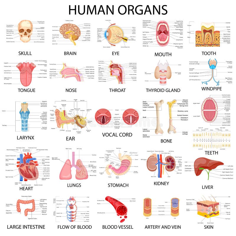 Diagramm von verschiedenen menschlichen Organen