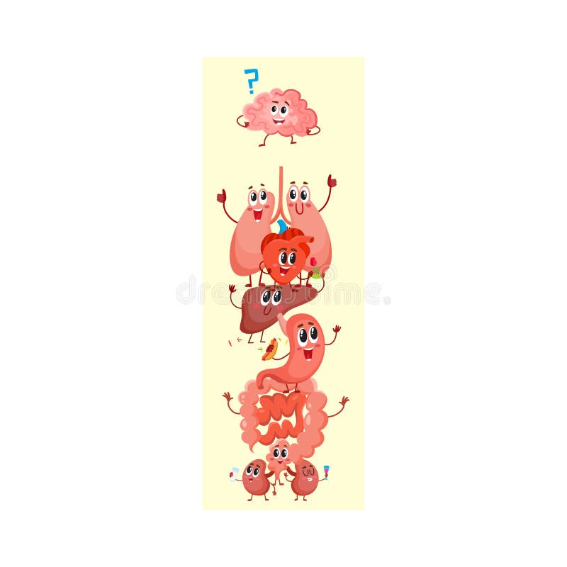 Diagramma del fumetto di anatomia umana, caratteri divertenti dell'organo interno illustrazione di stock Diagramma del fumetto di anatomia umana, caratteri divertenti dell'organo interno illustrazione di stock