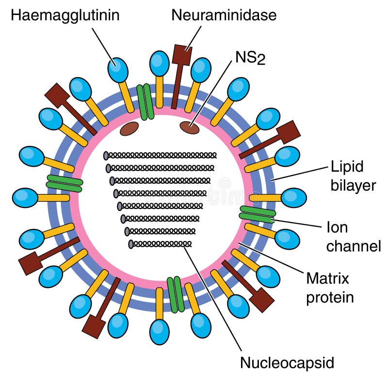 Diagramma del virus di influenza