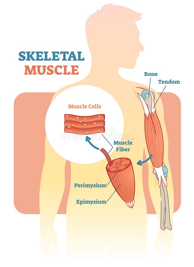Diagramma dell'illustrazione di vettore del muscolo scheletrico, schema anatomico con la mano umana royalty illustrazione gratis Diagramma dell'illustrazione di vettore del muscolo scheletrico, schema anatomico con la mano umana royalty illustrazione gratis