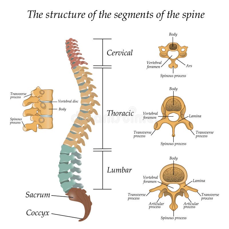 Diagramma di una spina dorsale umana con il nome e la descrizione di tutti i sezioni e segmenti delle vertebre, illustrazione di