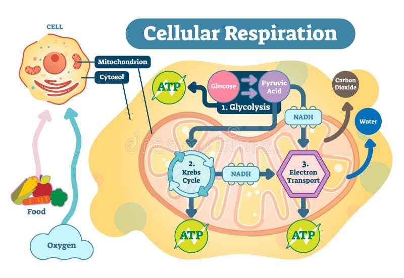 Diagramma medico dell'illustrazione di vettore di respirazione cellulare, schema trattato di respirazione Diagramma medico dell'illustrazione di vettore di respirazione cellulare, schema trattato di respirazione