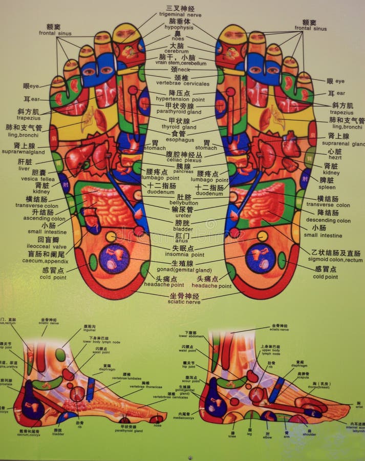 Diagramma schematico riflettente del piede