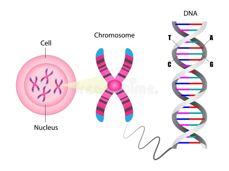 Diagramme de la structure des chromosomes et de l'ADN