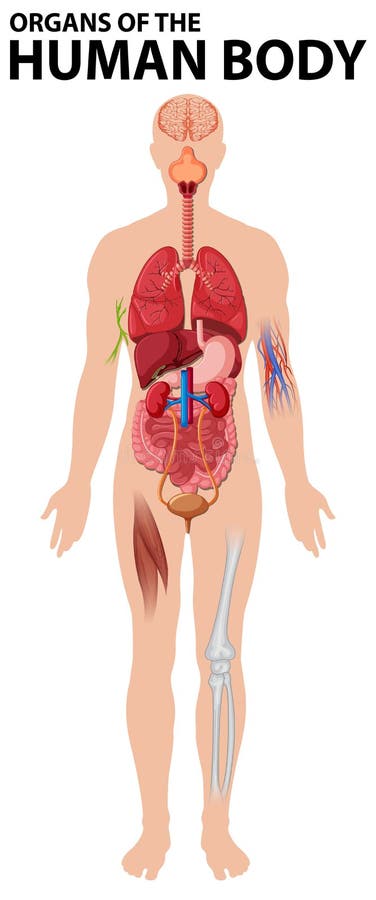 organe interne de varicoase