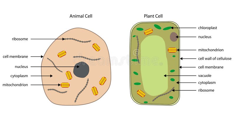 cell wall animal cell