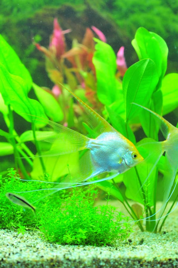 Diamantengels-Fischaquarium Stockfoto - Bild Von Farben, Flosse: 25964730