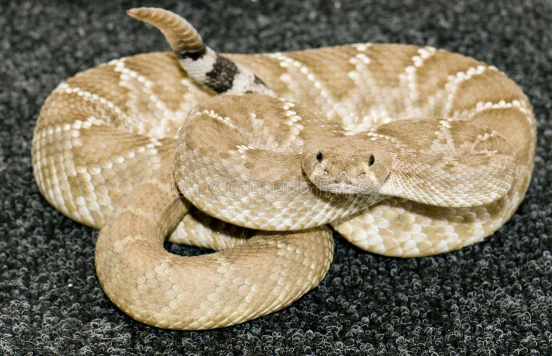 Diamond back rattlesnake