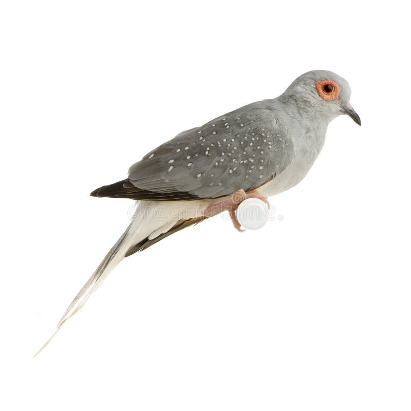 Diamond Dove - Geopelia cuneata