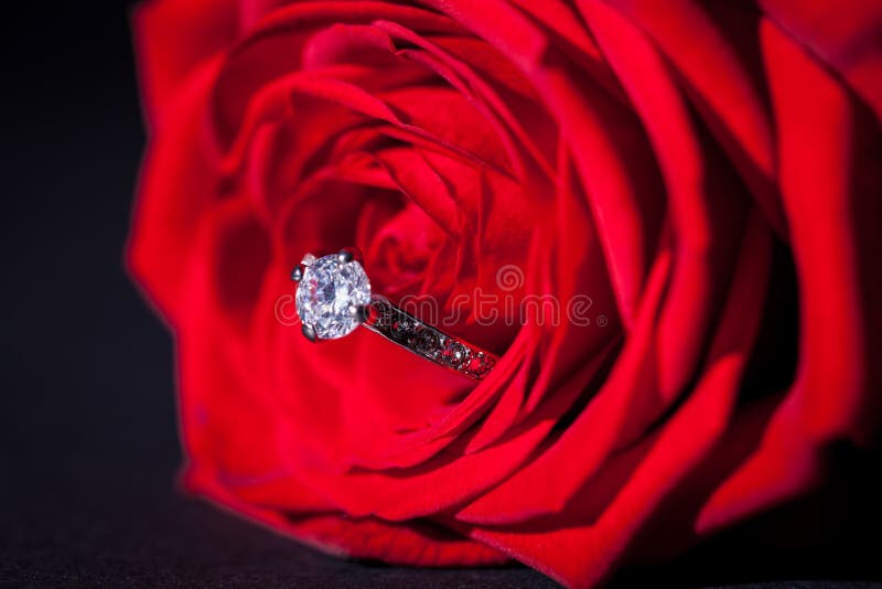 Diamond Engagement Ring in the Heart of a Red Rose Stock Image Image