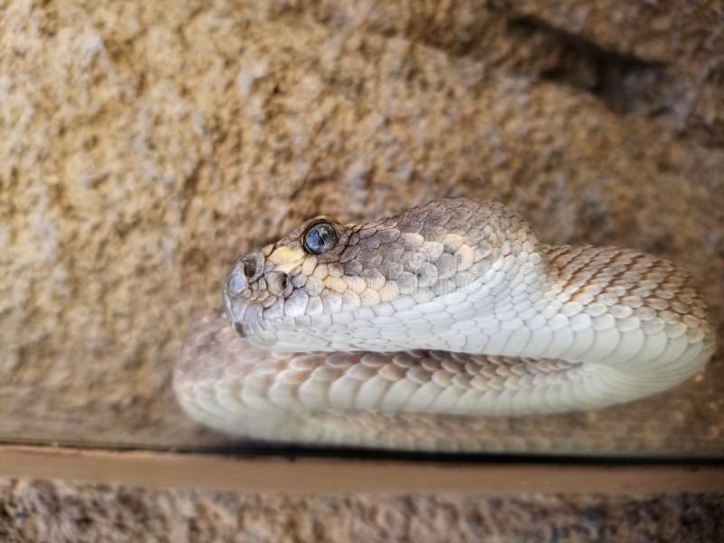 timber rattlesnake head