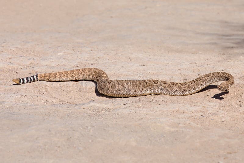 Diamondback Rattlesnake Slithering Across the Desert