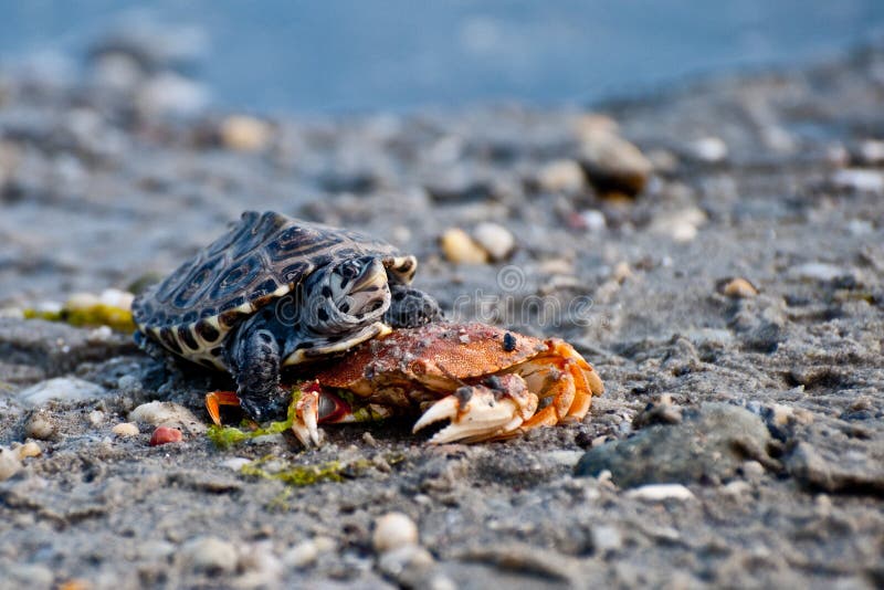 Diamondback Terrapin (Malaclemys terrapin) zdjęcie stock Diamondback Terrapin (Malaclemys terrapin) zdjęcie stock