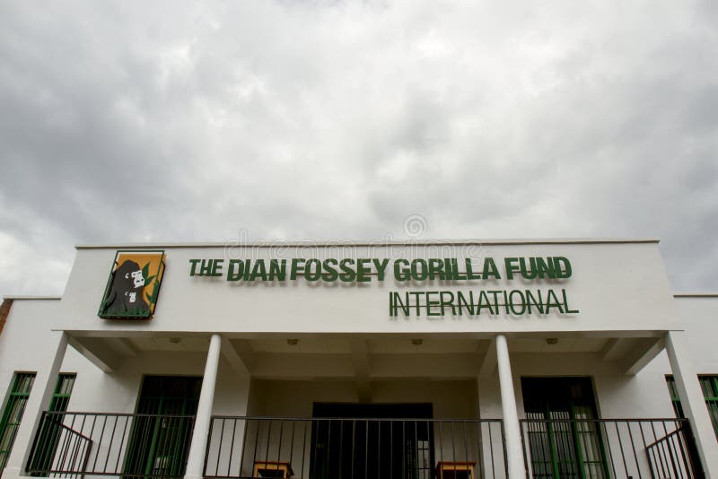 dian fossey gorilla fund intnl dian fossey gorilla fund intnl