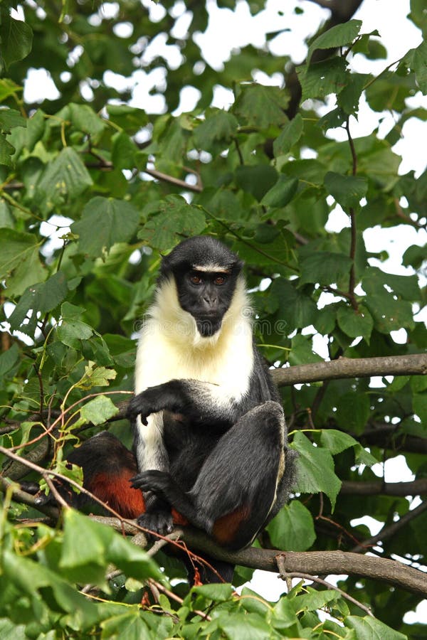 Diana Monkey