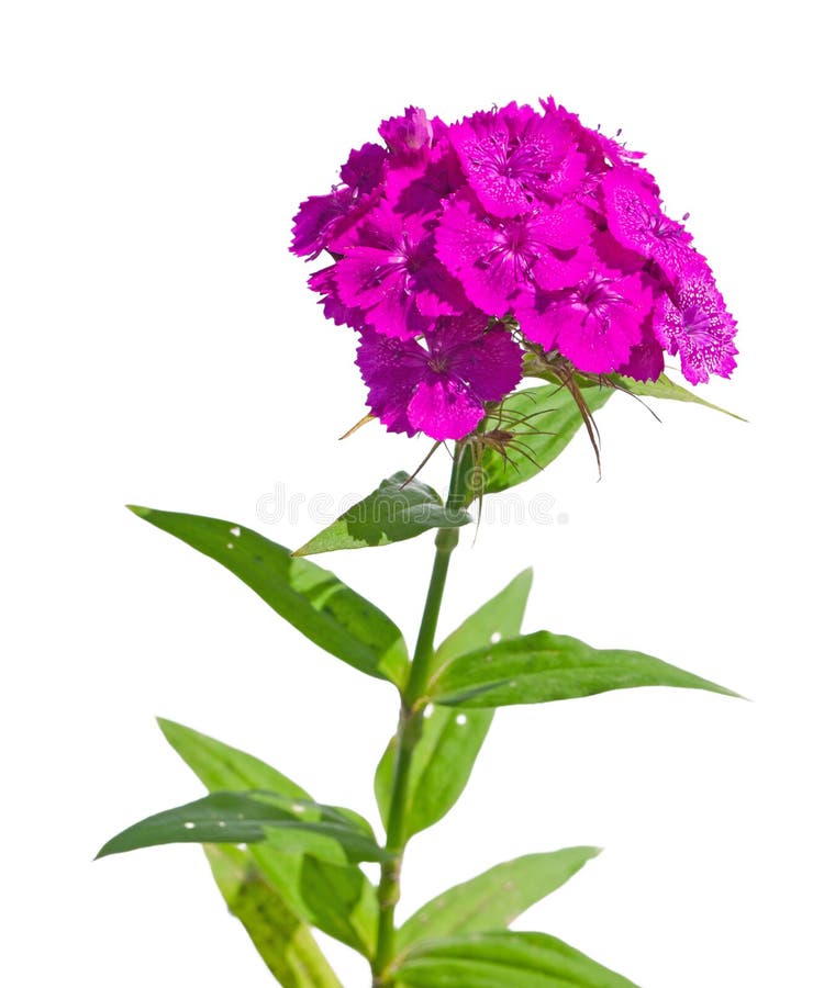 Dianthus barbatus