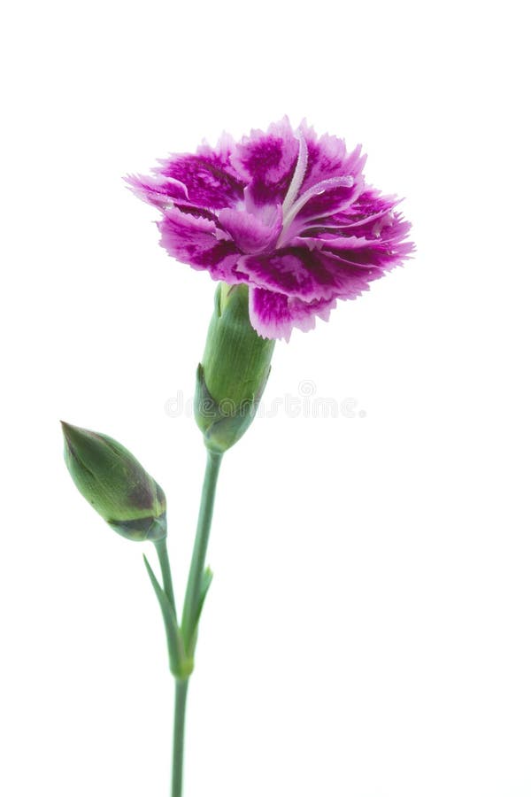 Dianthus barbatus garden flower or Sweet William, isolated