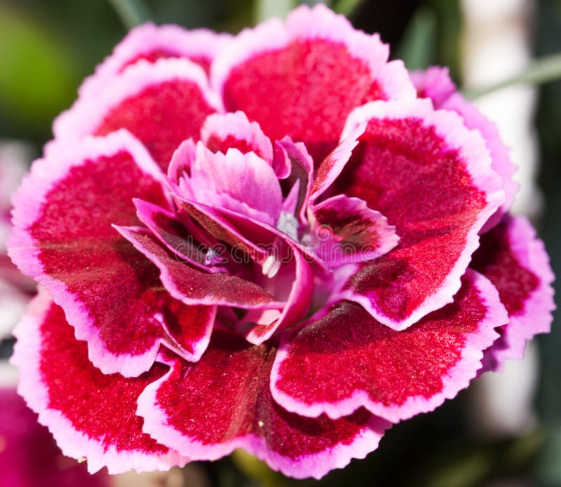 Dianthus barbatus  Nanus