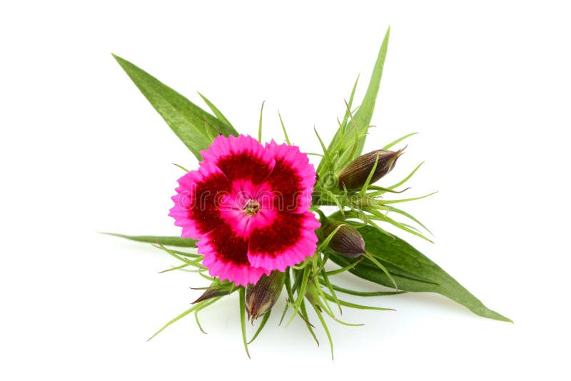 Dianthus barbatus.Pink sweet William flower isolated on white background. Dianthus barbatus.Pink sweet William flower isolated on white background.