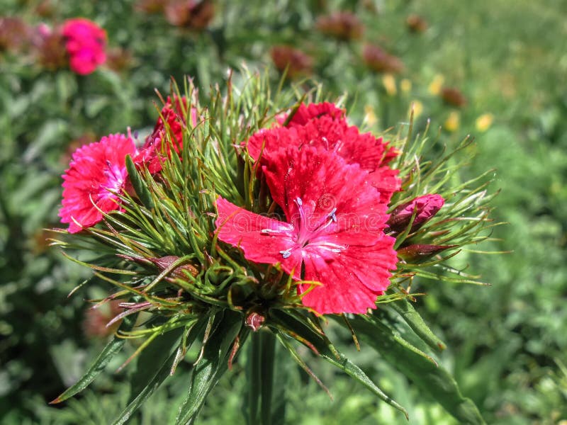 Dianthus barbatus, sweet William, flowering plant in the carnation family royalty free stock images Dianthus barbatus, sweet William, flowering plant in the carnation family royalty free stock images