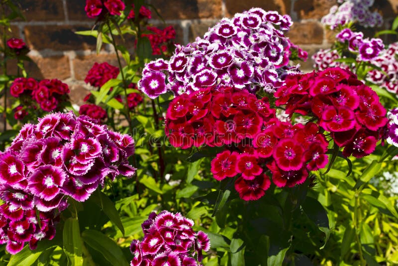 Sweet Williams a hardy biennial flowers in a garden. Sweet Williams a hardy biennial flowers in a garden.