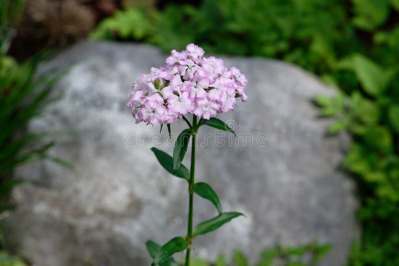 Dianthus barbatus white pink Sweet William flower flower in a cemetery