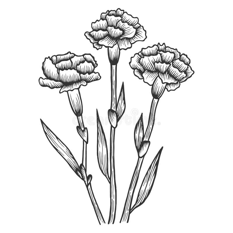 Dianthus Carnation Flowers Sketch Engraving Vector Stock Vector ...